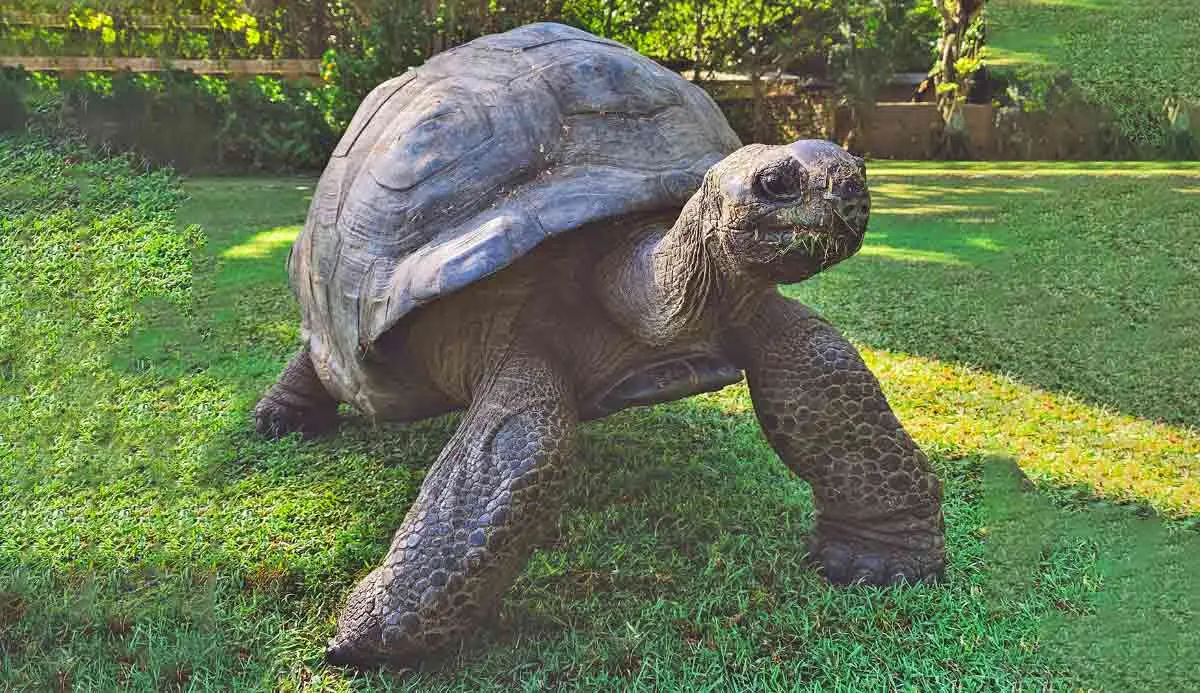 garden tortoise