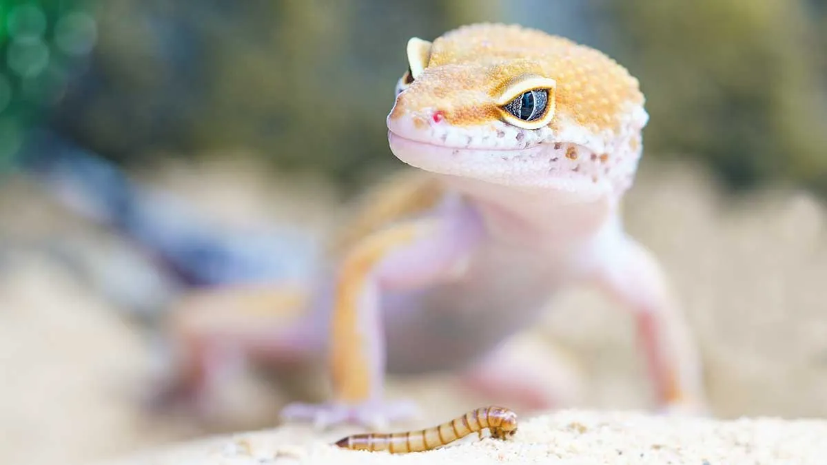 gecko eating worm