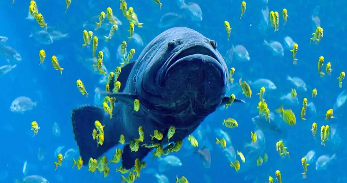 georgia aquarium giant grouper