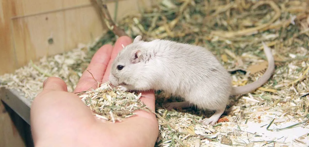 gerbil eating from hand