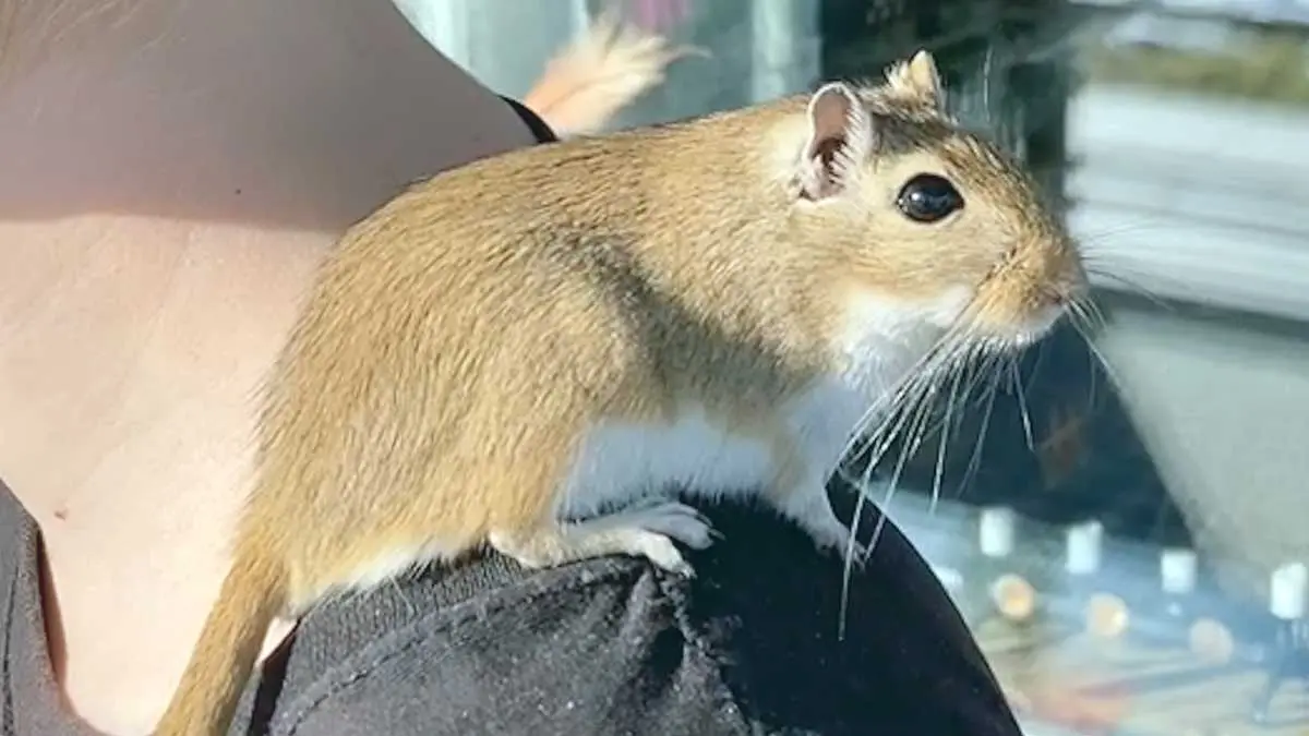 gerbil on shoulder