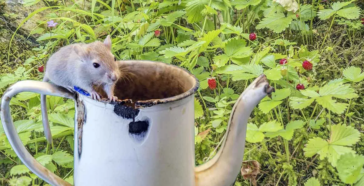 gerbil on watering can