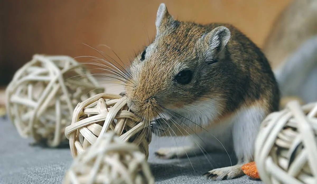 gerbil playing toys