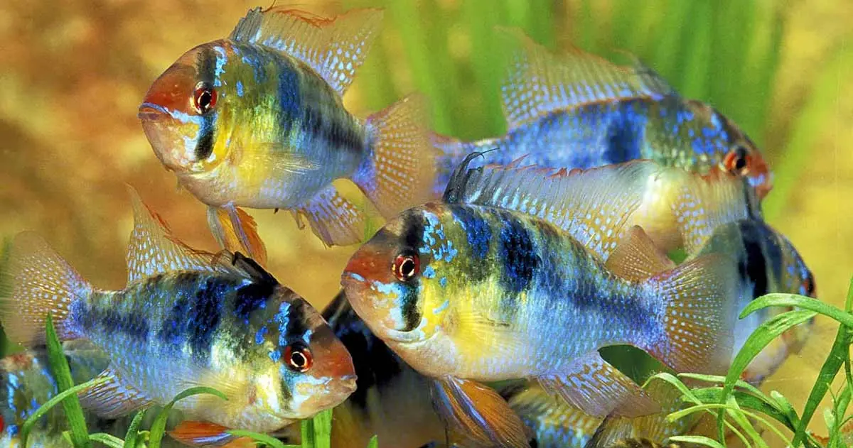 german blue ram fish