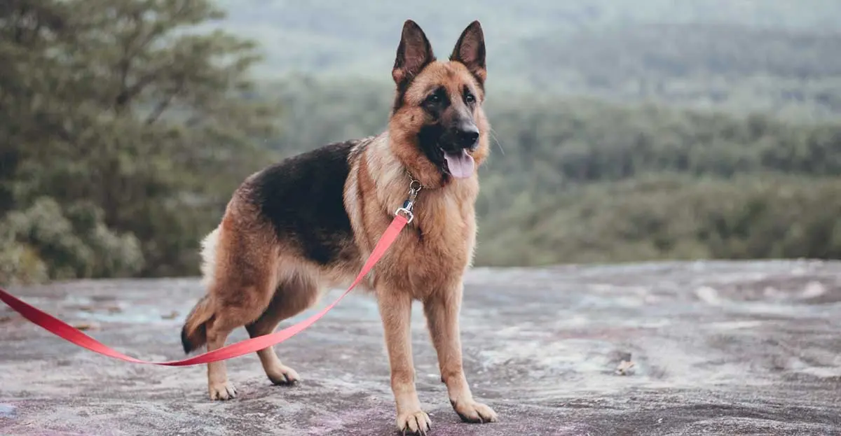 german shepherd dog hiking on lead