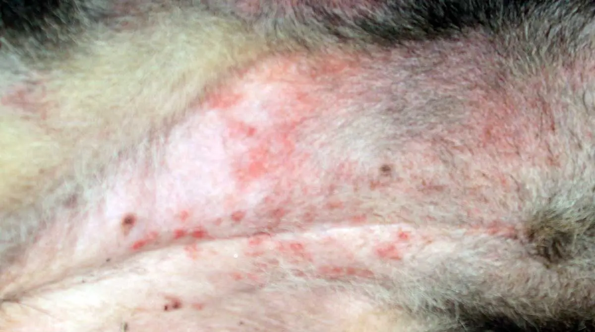 german shepherd flea dermatitis