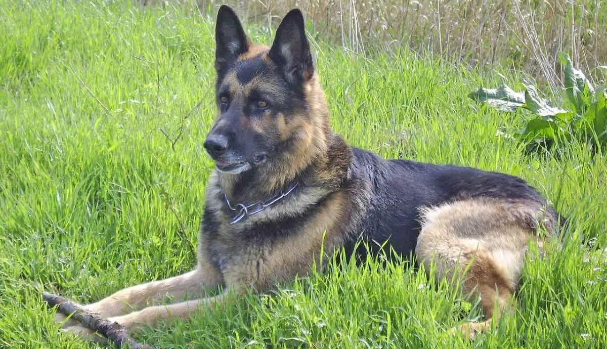 german shepherd in grass