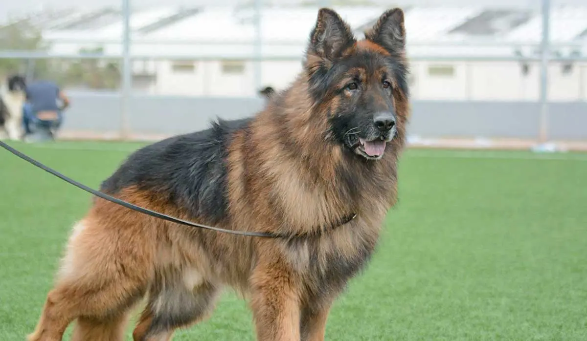 german shepherd on leash