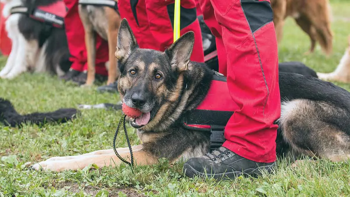 german shepherd search and rescue dog
