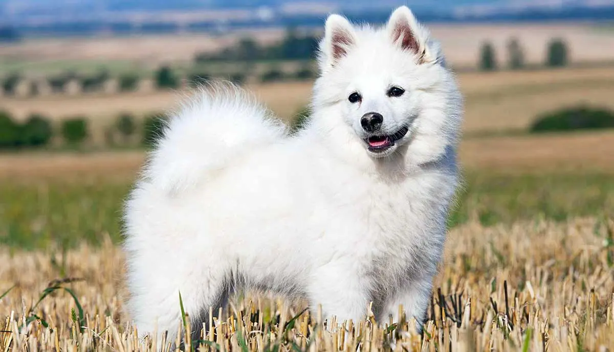 german spitz