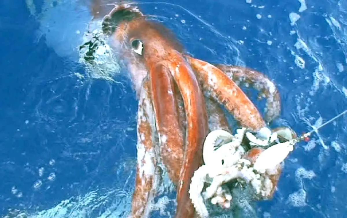 giant colossal squid