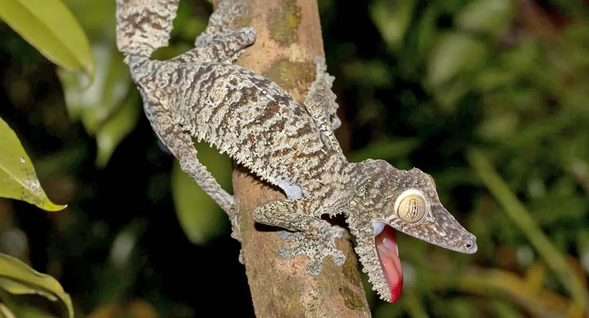 giant leaf tailed gecko