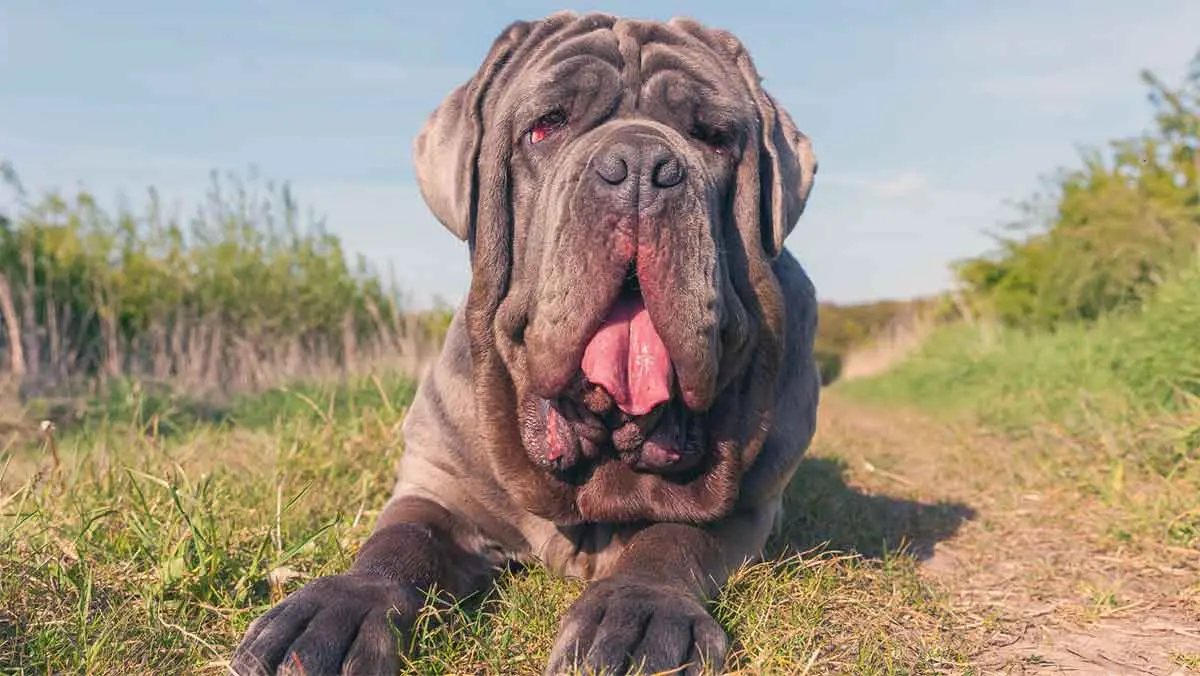 giant neapolitan mastiff