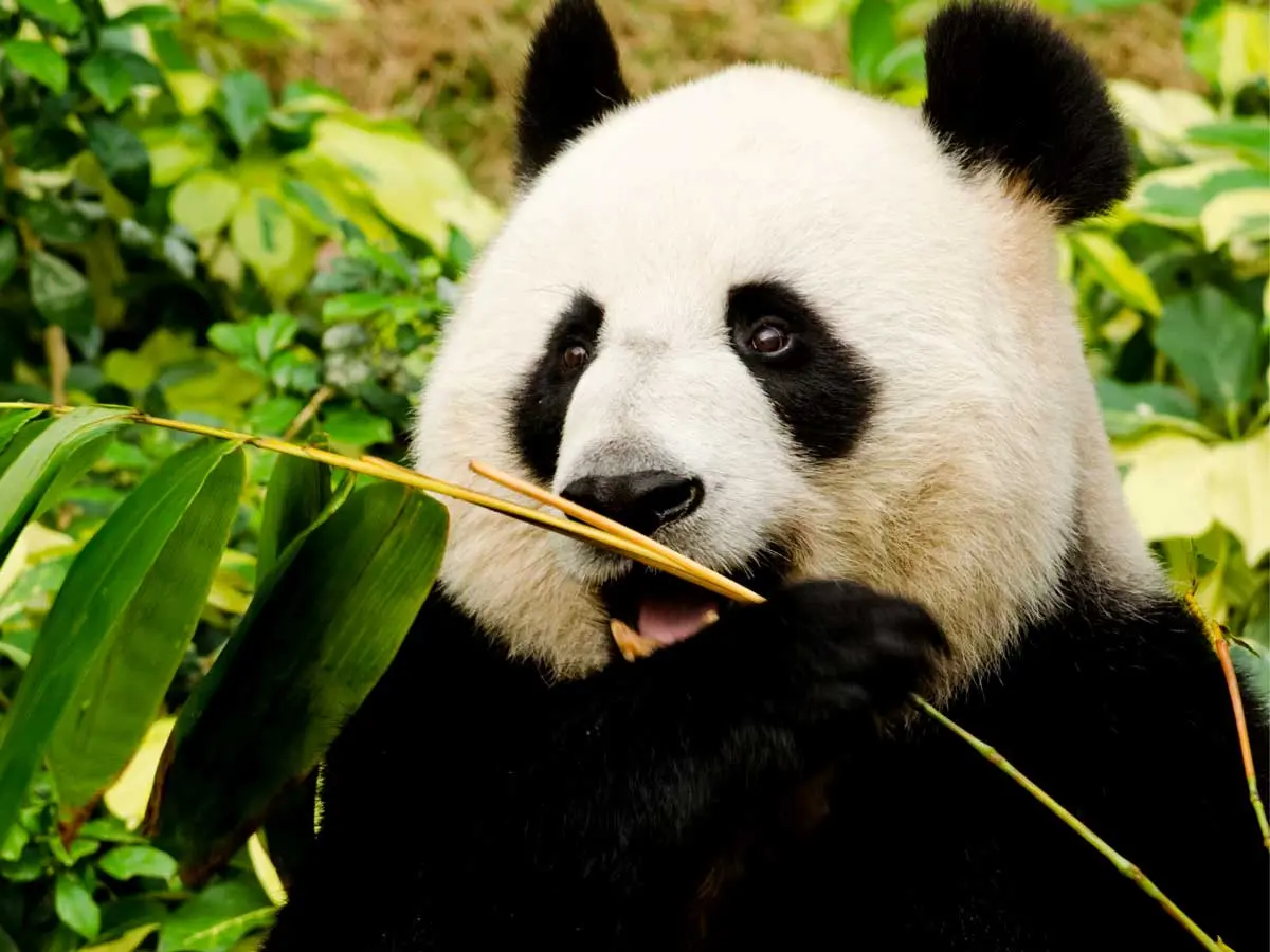 giant panda