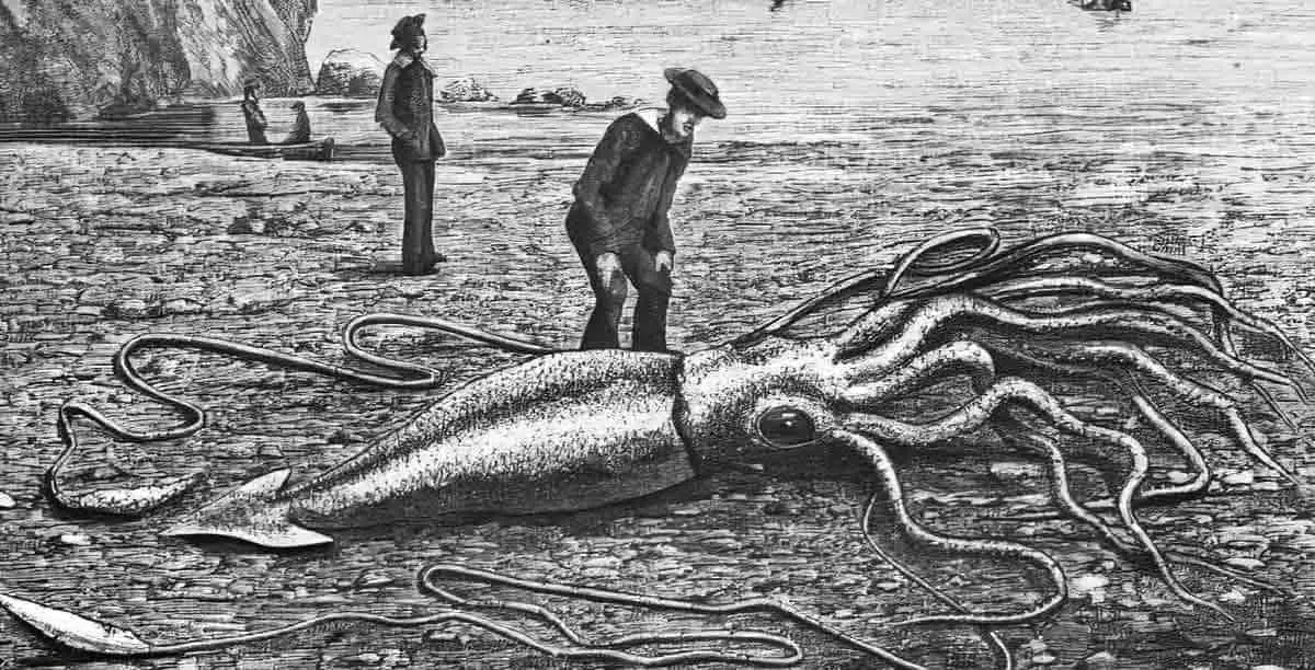 giant squid old