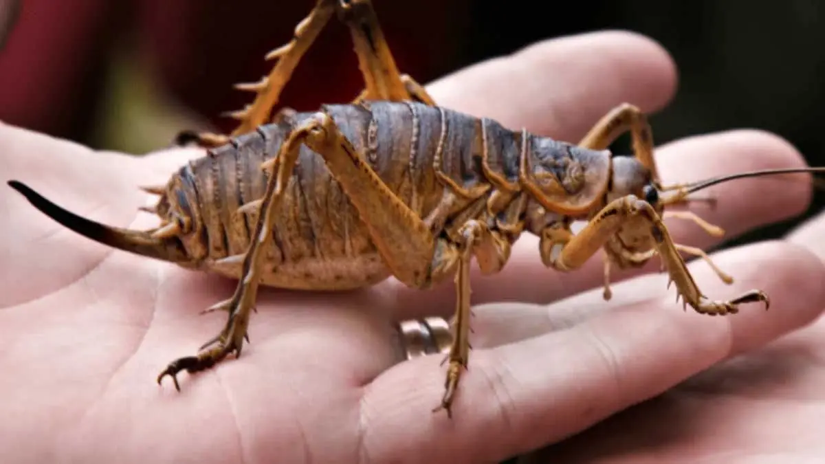 giant weta new zealand