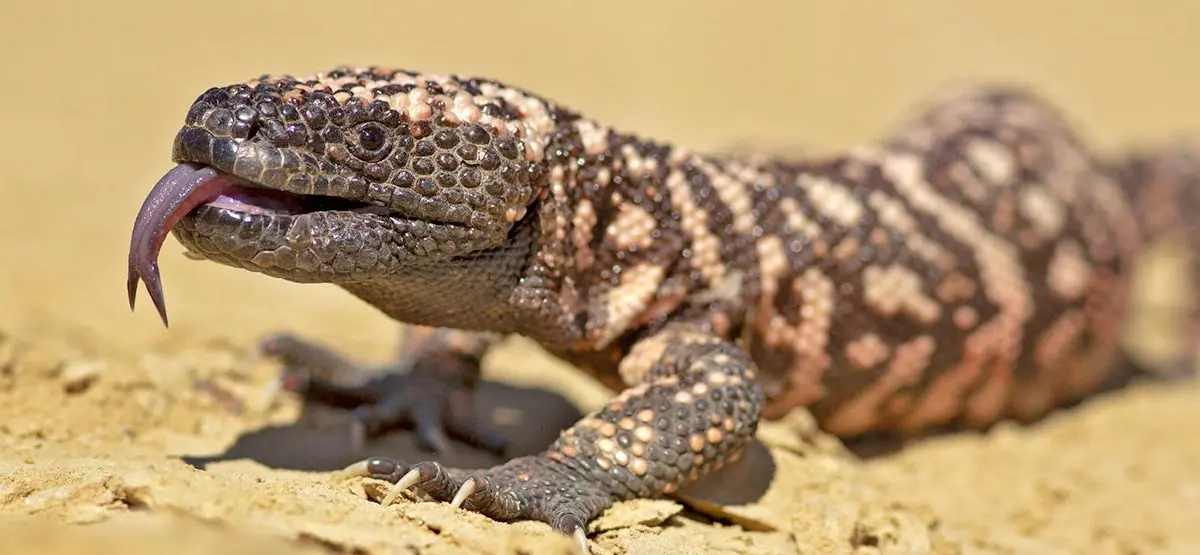 gila monster