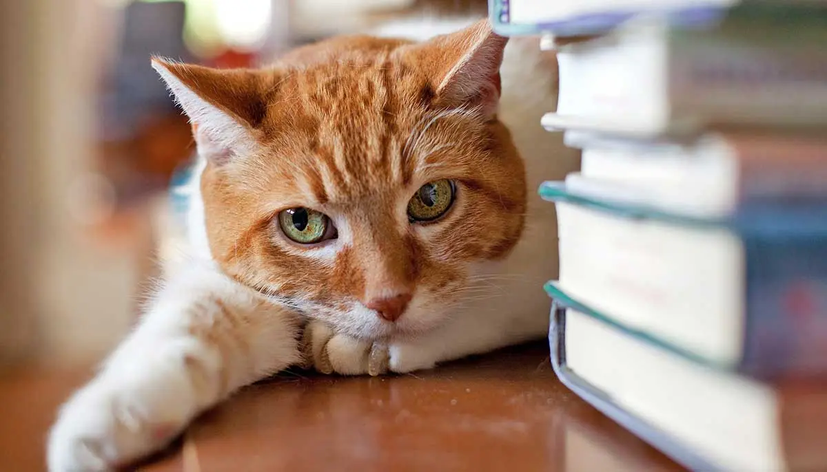 ginger cat sitting next to a pile of books