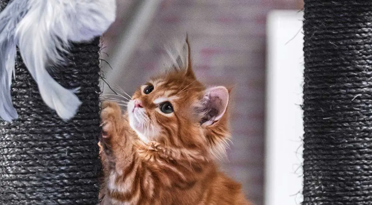 ginger kitten playing scratching post