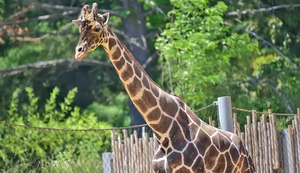 giraffe in exhibit