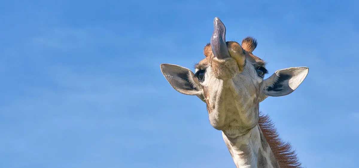 giraffe tongue