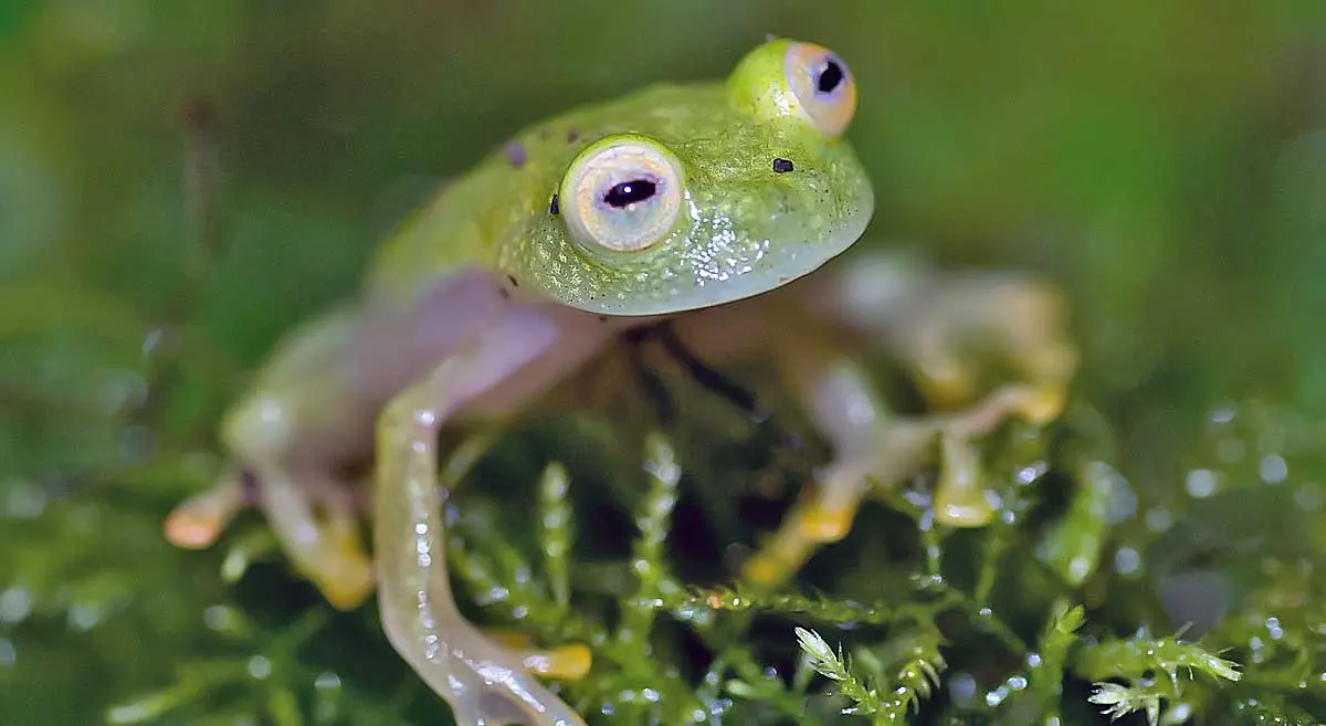 glass frog