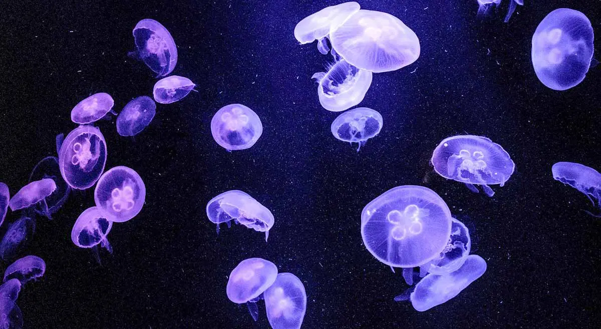 glowing jellies