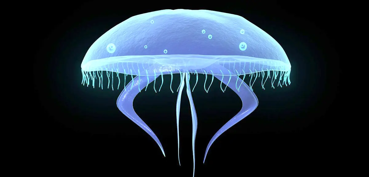 glowing jellyfish