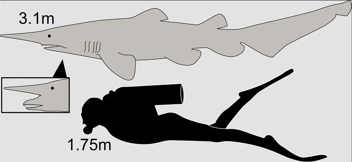 goblin shark compared to human diver