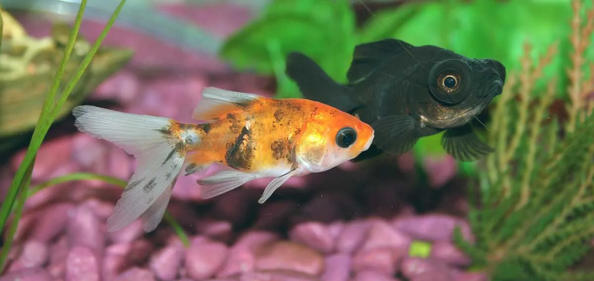 gold and black goldfish