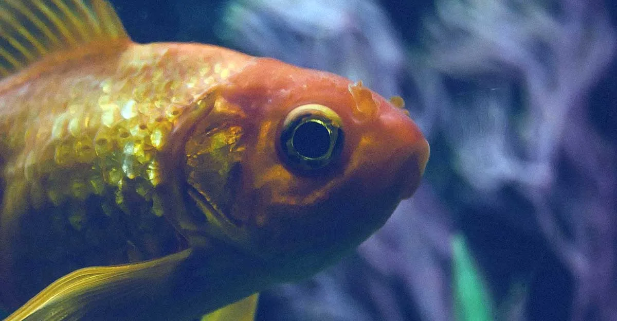 gold fish head