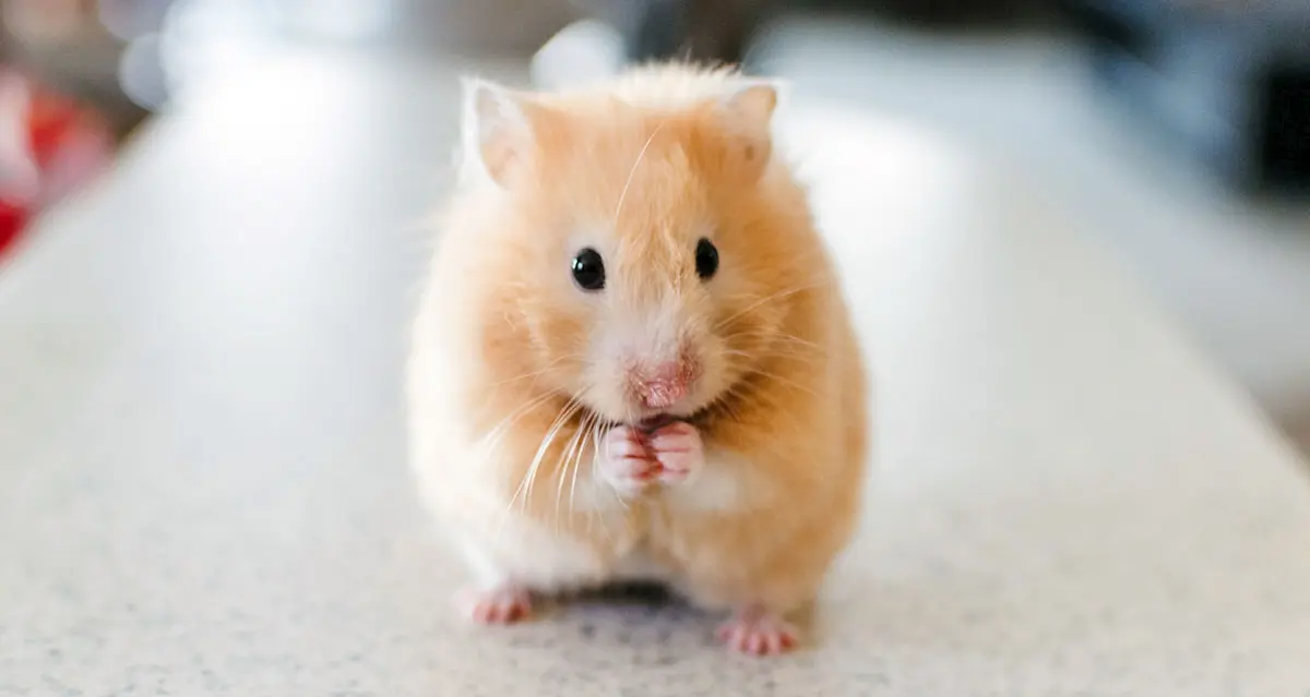 golden hamster sits up