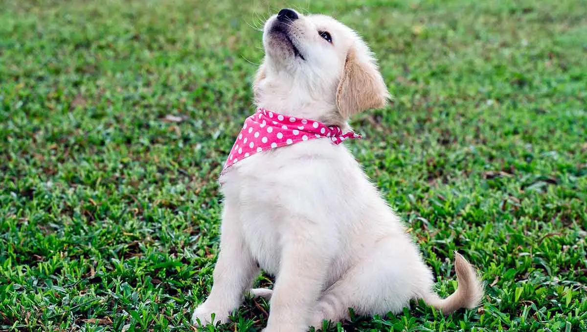 golden puppy training