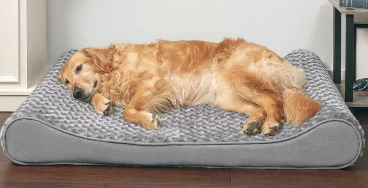 golden retriever in dog bed