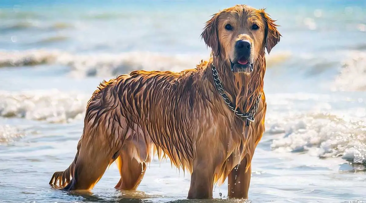 golden retriever in the water