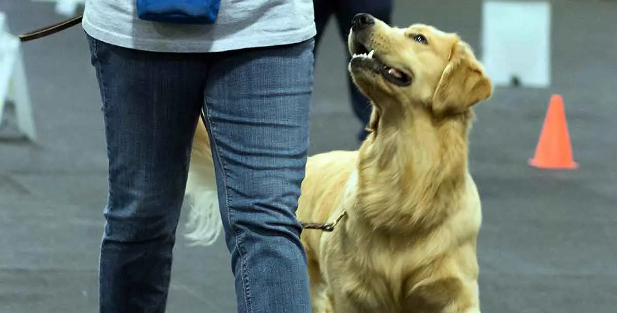 golden retriever rally obedience