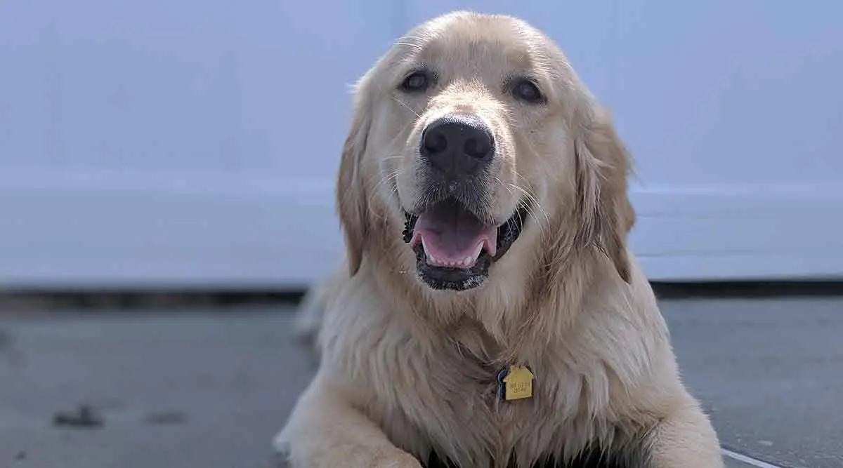 golden retriever smiling tennis ball