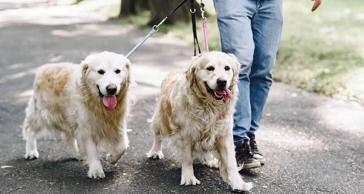 golden retriever walking