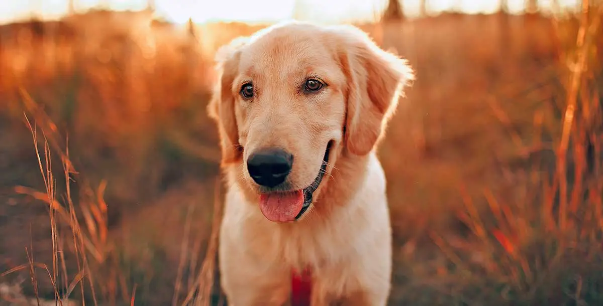 golden retriever