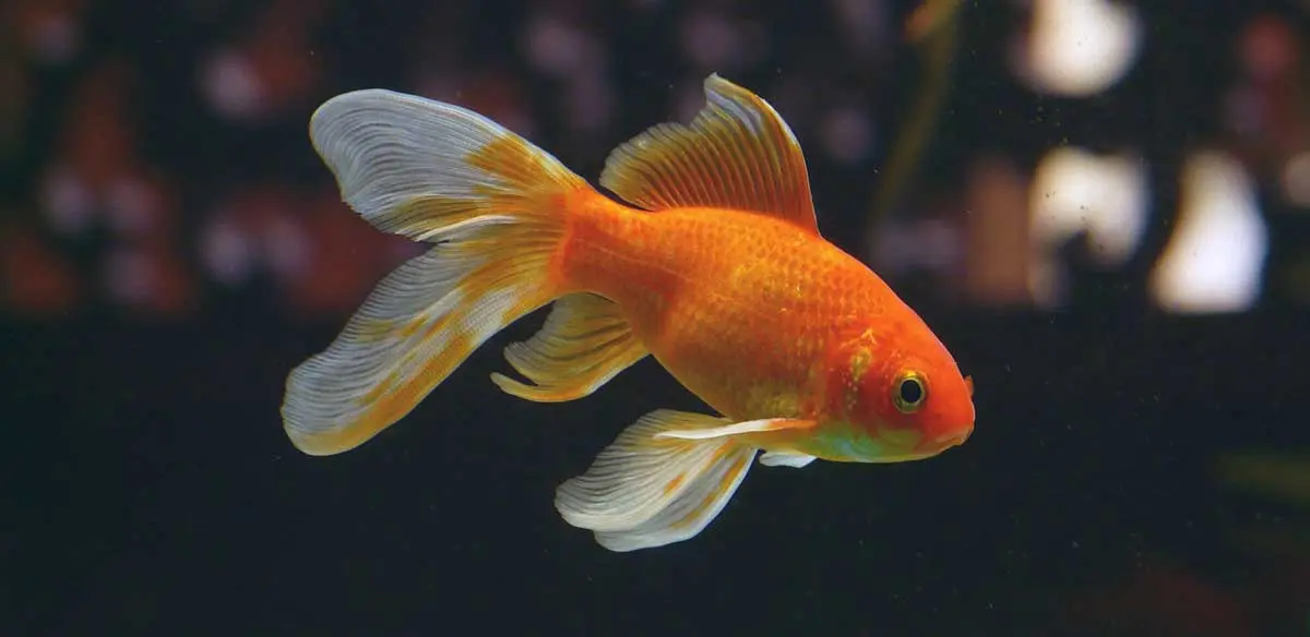 goldfish aquarium