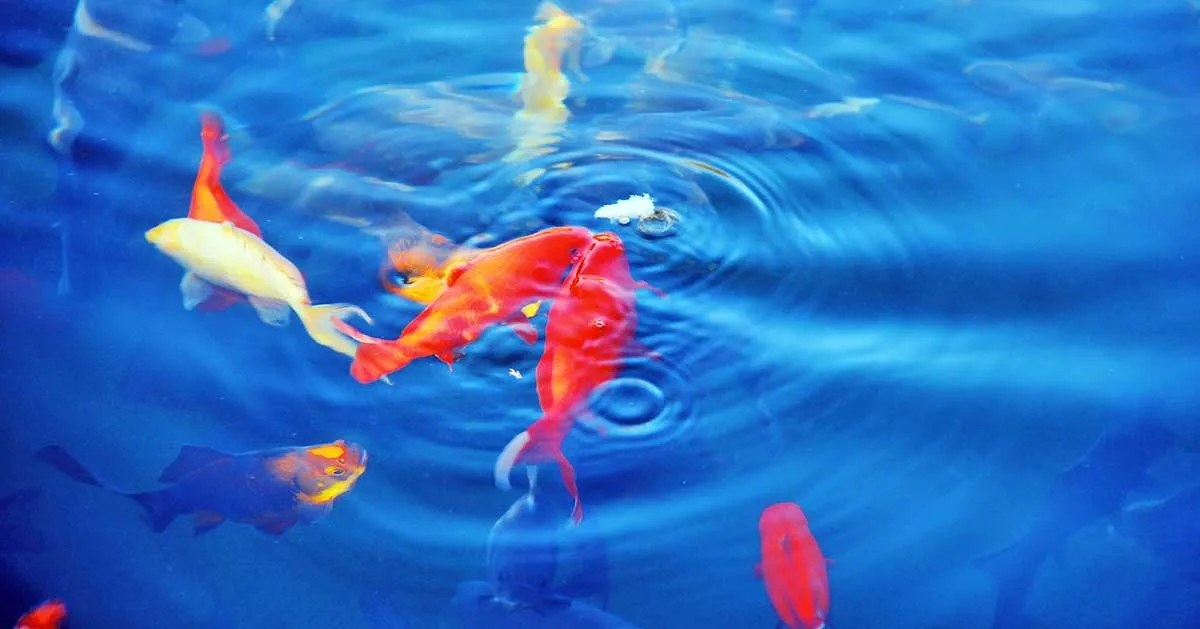 goldfish blue water