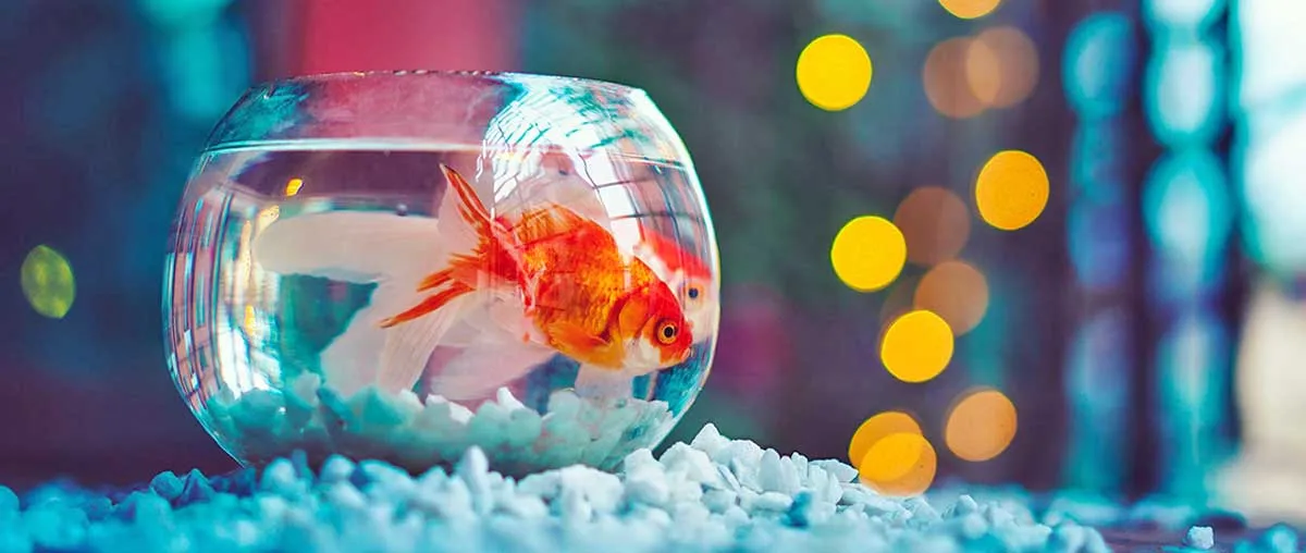 goldfish fish bowl lights