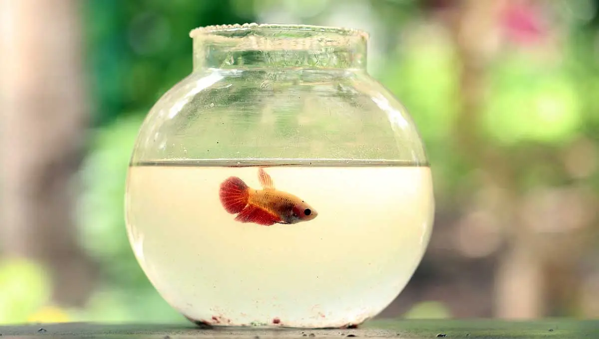 goldfish fish bowl