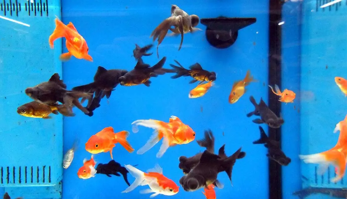 goldfish in tank