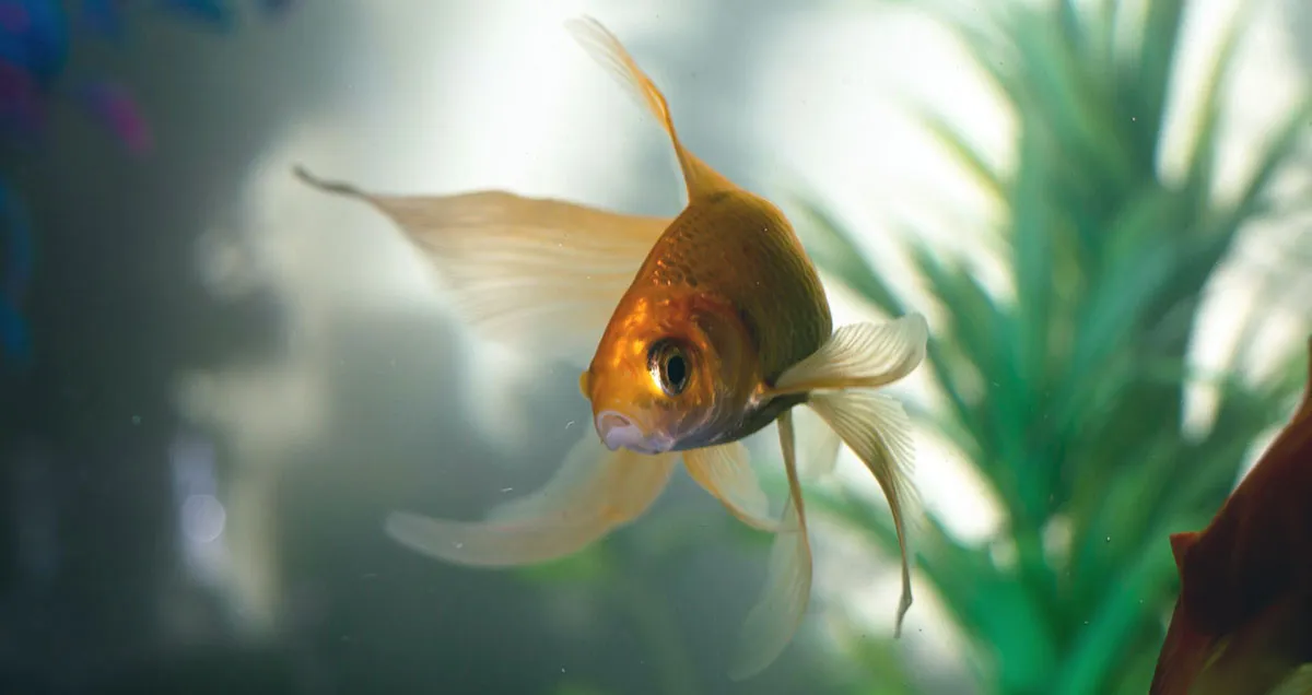 goldfish looking at camera