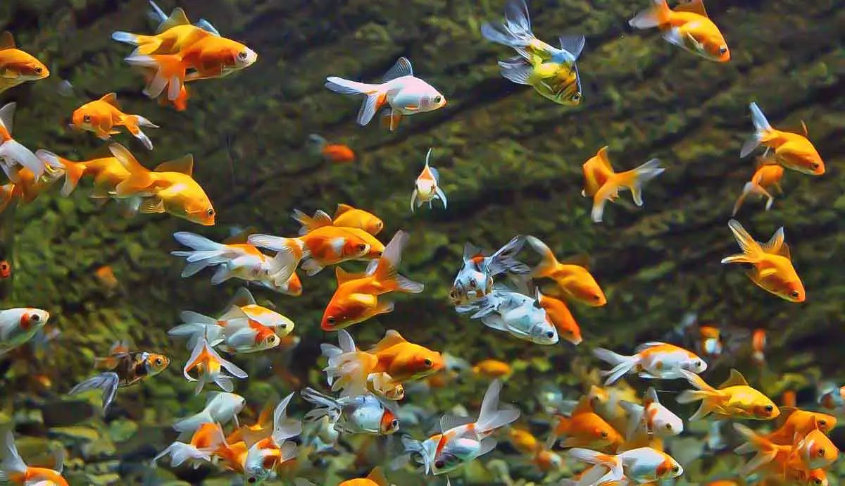 goldfish swimming