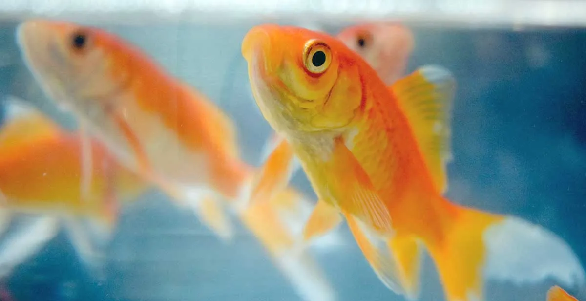 goldfish tank reflection