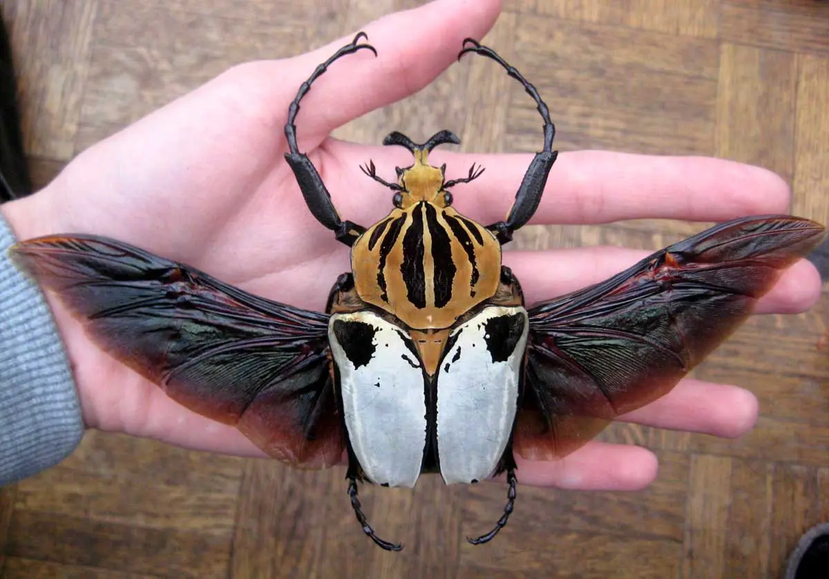 goliath beetle