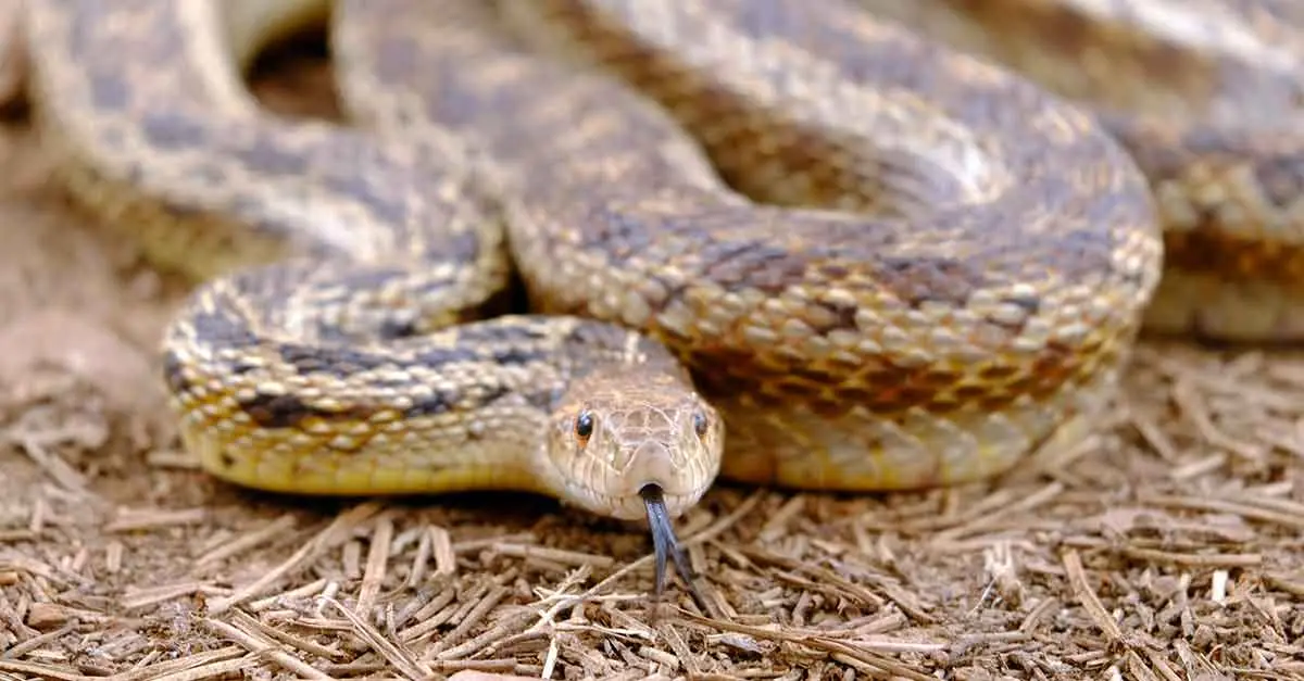 gopher snake