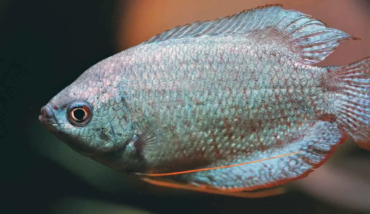 gourami